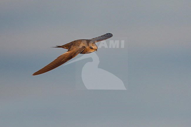 Vale Gierzwaluw in vlucht, Pallid Swift in flight stock-image by Agami/Daniele Occhiato,