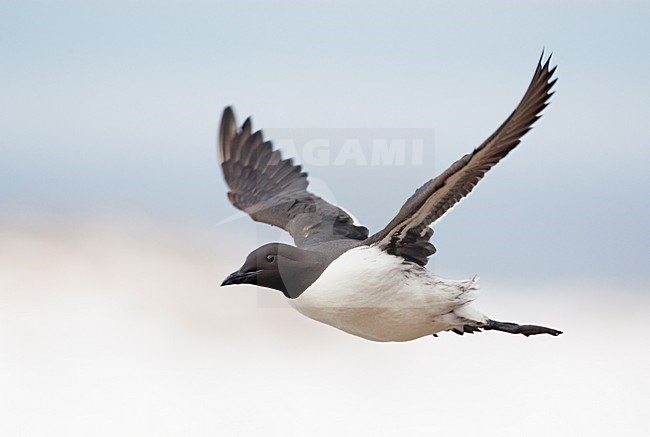 Zomerkleed Zeekoet in de vlucht; Summer plumaged Common Murre in flight stock-image by Agami/Markus Varesvuo,