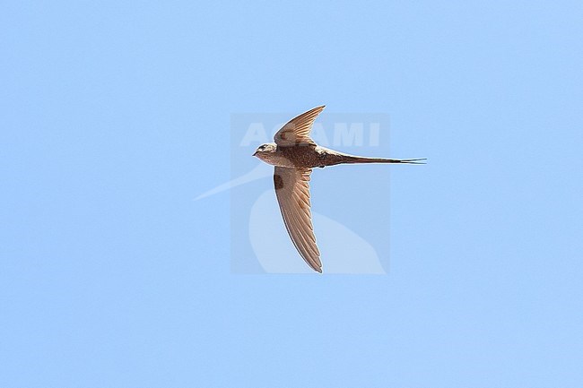 African Palm Swift (Cypsiurus parvus) flying against a blue sky as a background, Mana Pools NP, Zimbabwe stock-image by Agami/Tomas Grim,