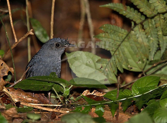 Slaty Bristlefront (Merulaxis ater) on the forest floor.  Endemic to south-east Brazil. It is threatened by habitat loss, especially in the lowlands. stock-image by Agami/Andy & Gill Swash ,