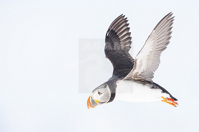  stock-image by Agami/Menno van Duijn,