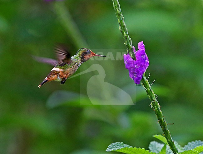Rufous-crested Coquette, Lophornis delattrei lessoni stock-image by Agami/Greg & Yvonne Dean,
