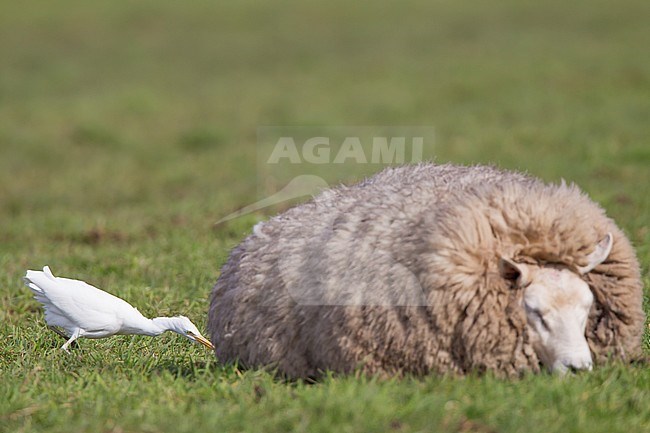 Winter plumaged Cattle Egret (Bubulcus ibis) foraging in a Dutch meadow next to a domestic sheep. stock-image by Agami/Menno van Duijn,