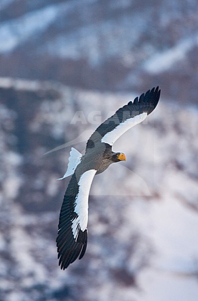 Steller-zeearend volwassen vliegend; Stellers Sea-eagle adult flying; stock-image by Agami/Marc Guyt,