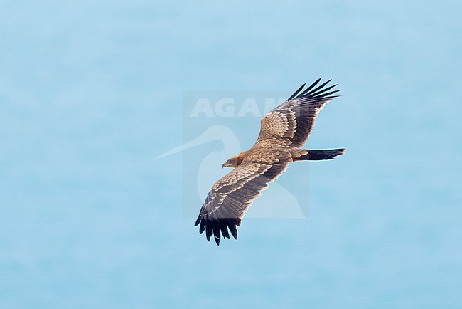 Wahlberg's Eagle (Hieraaetus wahlbergi) in fresh juvenile plumage soaring close to a cliff at Cap Blanc (Nouadhibou) inside the Western Palearctic region stock-image by Agami/David Monticelli,