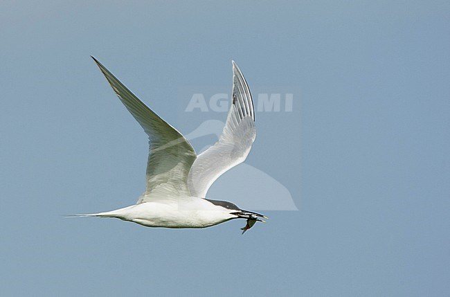 Adult Sandwich Tern (Sterna sandvicensis) with a fish in it’s bill flying towards the colony stock-image by Agami/Roy de Haas,