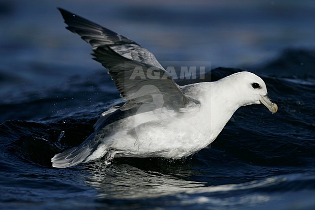 Noordse Stormvogel opvliegend; Northern Fulmar flying off stock-image by Agami/Menno van Duijn,