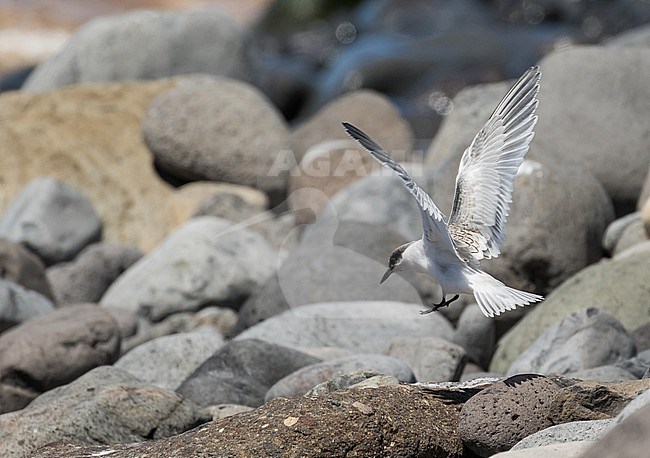 Juvenile Roseate tern ) Sterna dougallii) at Madeira, Portugal. stock-image by Agami/Pete Morris,