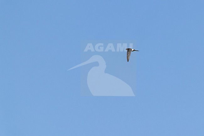 pacific swift (Apus pacificus) in flight in blue sky, found in Choibalsan in Dornod Aimag in Mongolia stock-image by Agami/Mathias Putze,
