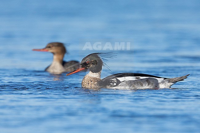 Red-breasted Merganser (Mergus serrator), side view of a couple swimming in the water, Northeastern Region, Iceland stock-image by Agami/Saverio Gatto,