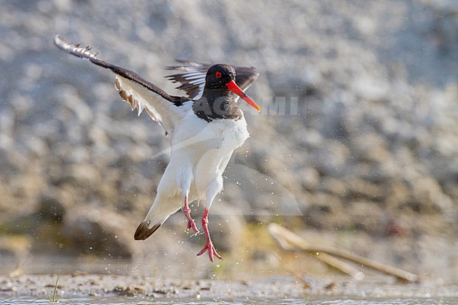 stock-image by Agami/Menno van Duijn,