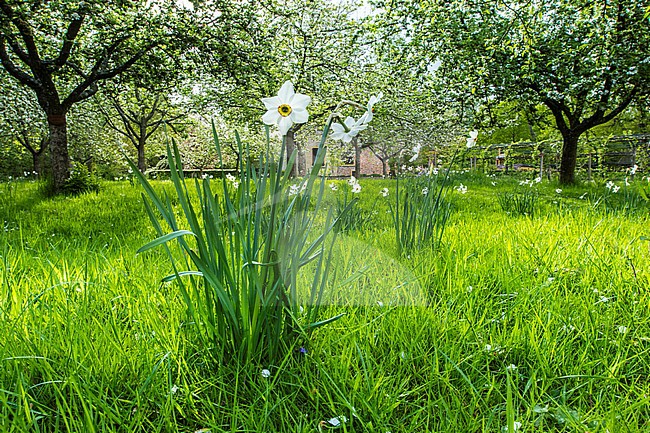 Pheasant's-eye Daffodil flowers stock-image by Agami/Wil Leurs,
