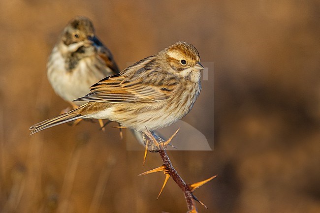 Two Common Reed Buntings (Emberiza schoeniclus) in Italy. stock-image by Agami/Daniele Occhiato,