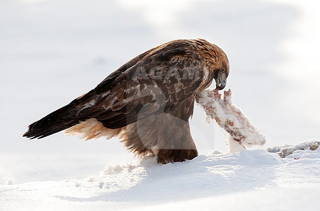 Golden Eagle (Aquila chrysaetos) in a taiga forest around Kuusamo in Finland during cold winter. Eating from a dead Snow Hare. stock-image by Agami/Marc Guyt,