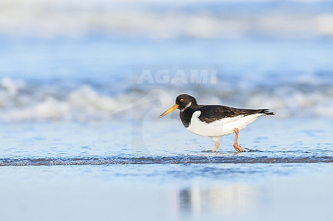  stock-image by Agami/Menno van Duijn,