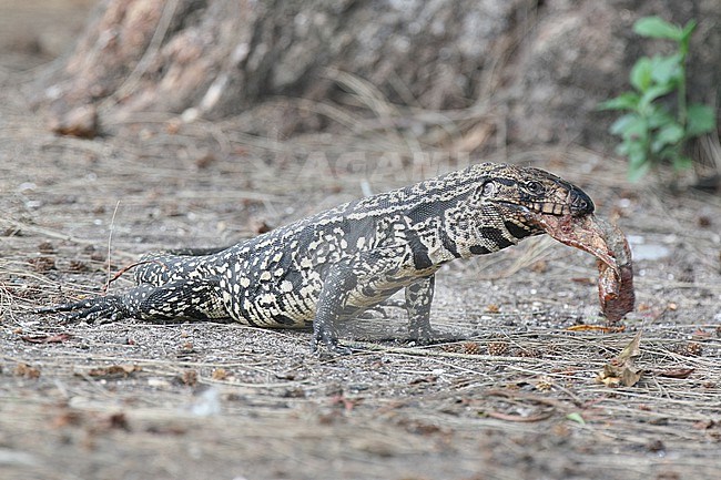 Argentine Black-and-white Tegu (Salvator merianae) at Palmar National Park, Argentina.  Eating what looks like a reptile skin, either shedded or from a carcass. stock-image by Agami/Tom Friedel,