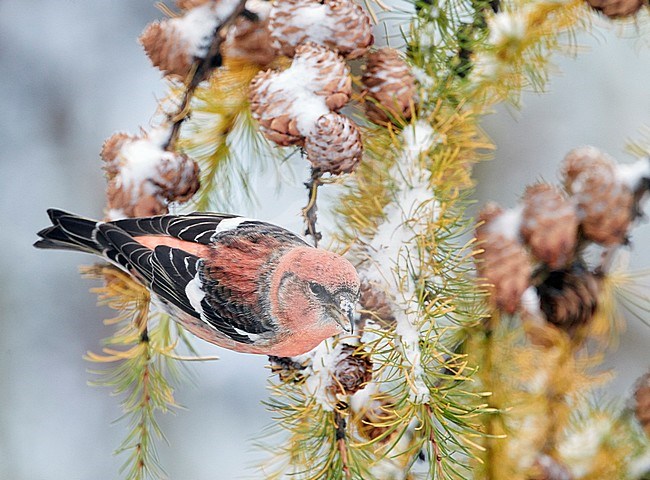 Male Two-barred Crossbill (Loxia leucoptera) feeding on Cone seeds in forest in Helsinki, Finland. stock-image by Agami/Markus Varesvuo,