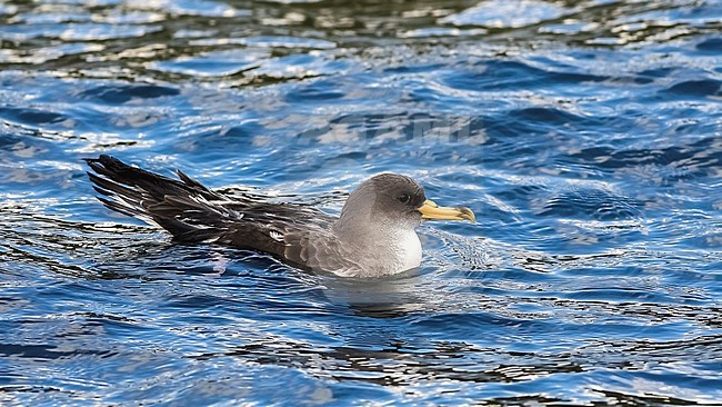 Immature Cory's Shearwater sitting on sea in new harbour, Corvo, Azores. October 2006. stock-image by Agami/Vincent Legrand,