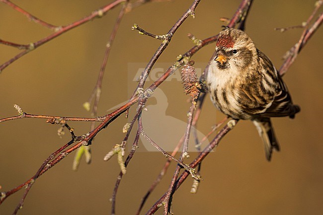 Common Redpoll (Carduelis flammea flammea), Germany (Niedersachsen), 1st cy stock-image by Agami/Ralph Martin,