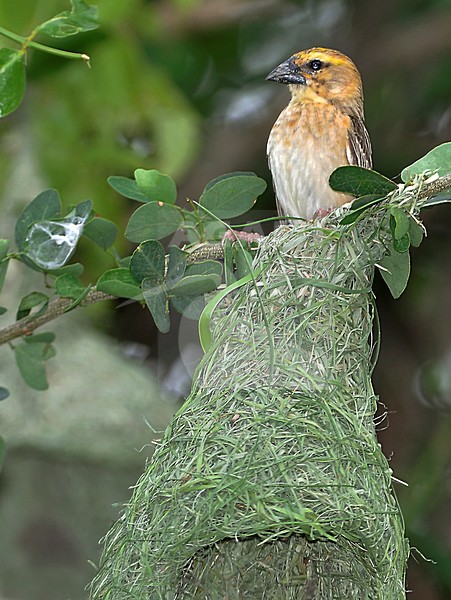 Bayawever bij nest, Baya Weaver near nest stock-image by Agami/Alex Vargas,