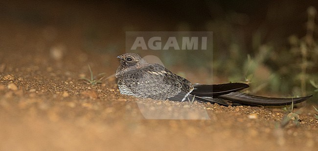 Pennant-winged Nightjar (Caprimulgus vexillarius) resting on the side of the road in Murchison Falls National Park in Uganda. stock-image by Agami/Ian Davies,