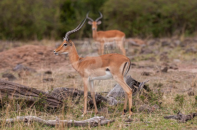 A portrait of two male impalas, Aepyceros melampus. Masai Mara National Reserve, Kenya. stock-image by Agami/Sergio Pitamitz,
