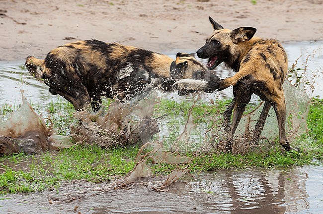 Two wild dogs or painted wolves, Lycaon pictus one with a GPS collar, fighting in the water. Khwai Concession Area, Okavango, Botswana. stock-image by Agami/Sergio Pitamitz,