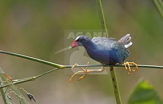 American Purple Gallinule (Porphyrio martinica), balancing on reeds in Florida, USA stock-image by Agami/Helge Sorensen,