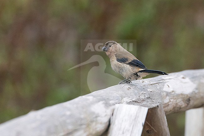 Juvenile Azores Bullfinch (Pyrrhula murina) on the island Sao Miguel on the Azores Archipelago of Macaronesia in the North Atlantic Ocean. stock-image by Agami/David Monticelli,