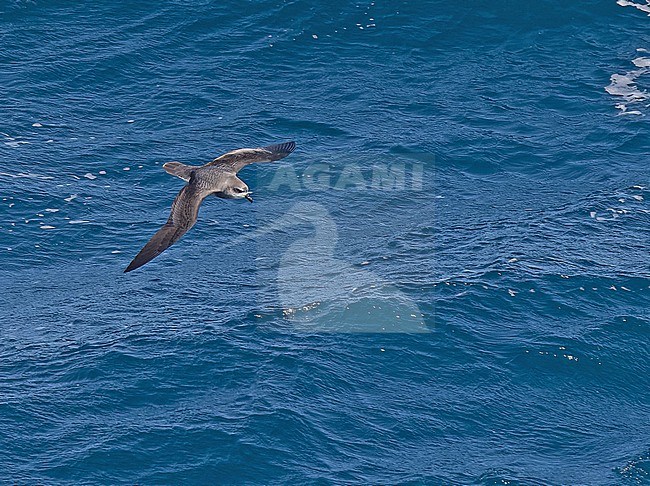 Soft-plumaged petrel (Pterodroma mollis) between South Georgia and the Falkland islands. stock-image by Agami/Pete Morris,