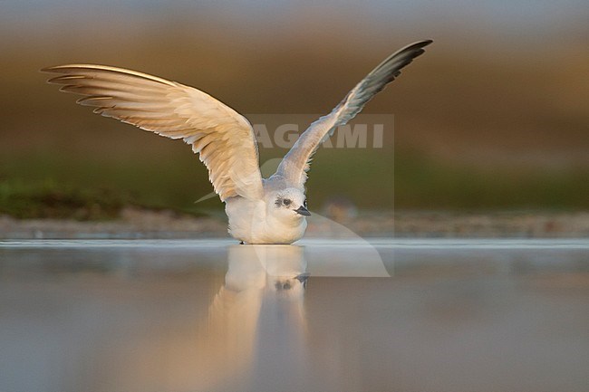 Lachstern, Gull-billed Tern, Gelochelidon nilotica, Oman, adult, winter plumage stock-image by Agami/Ralph Martin,