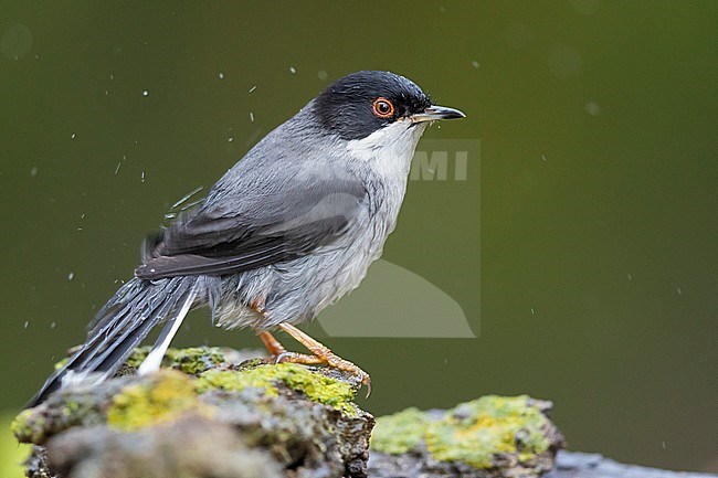 Sardinian Warbler (Sylvia melanocephala), side view of an adult male after a bath stock-image by Agami/Saverio Gatto,
