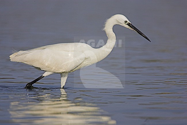 Foeragerende Kleine Zilverreiger; Foraging Little Egret stock-image by Agami/Menno van Duijn,