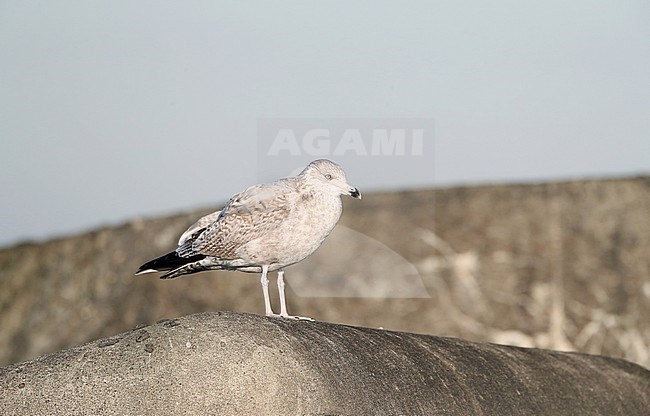 Second-winter European Herring Gull (Larus argentatus) during winter in Ijmuiden in the Netherlands. Standing on the southern pier. stock-image by Agami/Marc Guyt,