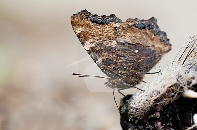 Grote vos op een dode Vos, Large Tortoiseshell on a dead Fox stock-image by Agami/Rob de Jong,