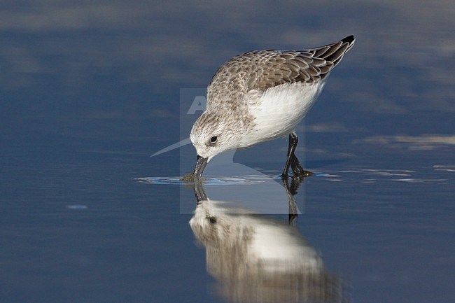 Foeragerende volwassen Drieteenstrandloper; Foraging adult Sanderling stock-image by Agami/Daniele Occhiato,