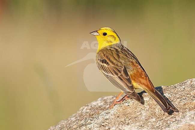 Yellowhammer - Goldammer - Emberiza citrinella ssp. citrinella, Germany, adult male stock-image by Agami/Ralph Martin,