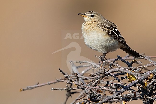 Long-billed Pipit (Anthus similis) perched on a branch in Angola. stock-image by Agami/Dubi Shapiro,