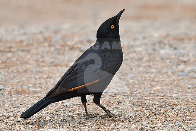 Pale-winged Starling (Onychognathus nabouroup) in Namibia. stock-image by Agami/Laurens Steijn,