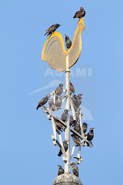 Spreeuwen verzamelen voor de trek; Common Starlings gathering before migration stock-image by Agami/Roy de Haas,