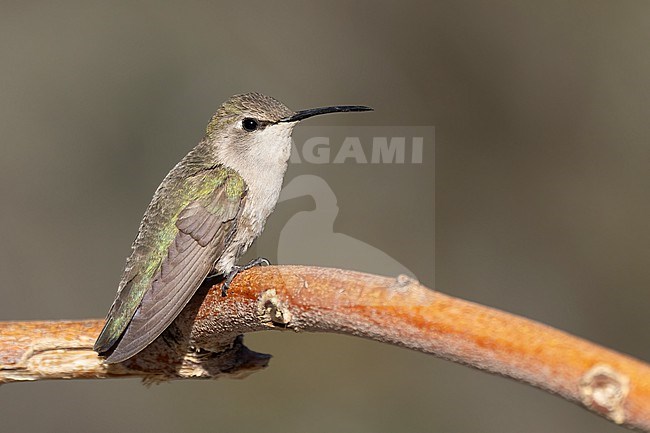 Adult female
Riverside Co., CA
April 2022 stock-image by Agami/Brian E Small,