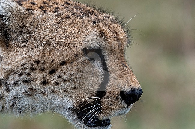Close up portrait of a  cheetah, Acynonix jubatus. Ndutu, Ngorongoro Conservation Area, Tanzania. stock-image by Agami/Sergio Pitamitz,