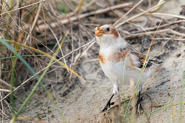A close-up of a Snow Bunting looking for seeds in between the long stalks of sea grass. stock-image by Agami/Jacob Garvelink,