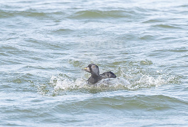 Male Common Scoter (Melanitta nigra) landing in the water of the North sea at the zuidpier of IJmuiden, Netherlands. stock-image by Agami/Marc Guyt,