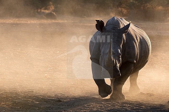 A white rhinoceros, Ceratotherium simum, walking toward the camera in a cloud of dust at sunset. Kalahari, Botswana stock-image by Agami/Sergio Pitamitz,