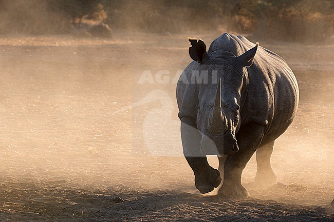 A white rhinoceros, Ceratotherium simum, walking toward the camera in a cloud of dust at sunset. Kalahari, Botswana stock-image by Agami/Sergio Pitamitz,
