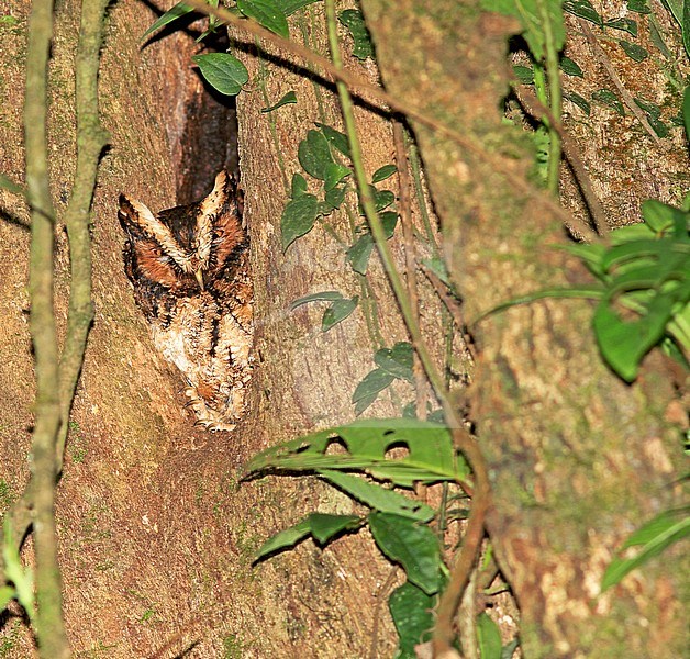 Rajah scops owl (Otus brookii) at night in rain forests of Sumatra in Indonesia. stock-image by Agami/Pete Morris,