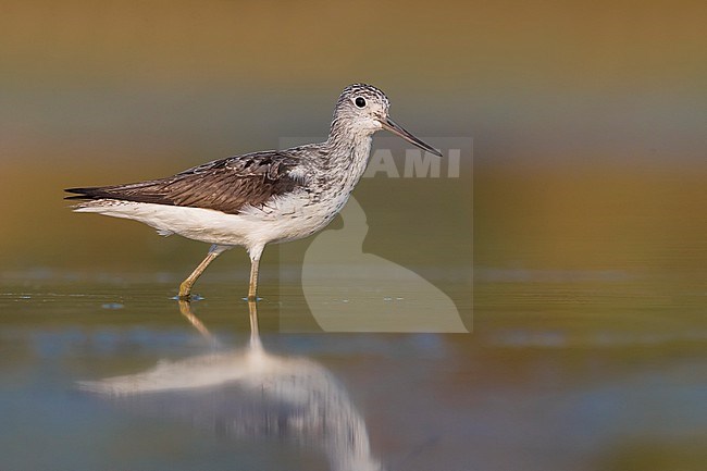 Common Greenshank (Tringa nebularia) standing in shallow freshwater pool during early autumn migration in Italy. stock-image by Agami/Daniele Occhiato,