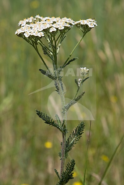 Duizendblad is een algemene plant; Milfoil is a common plant stock-image by Agami/Arnold Meijer,
