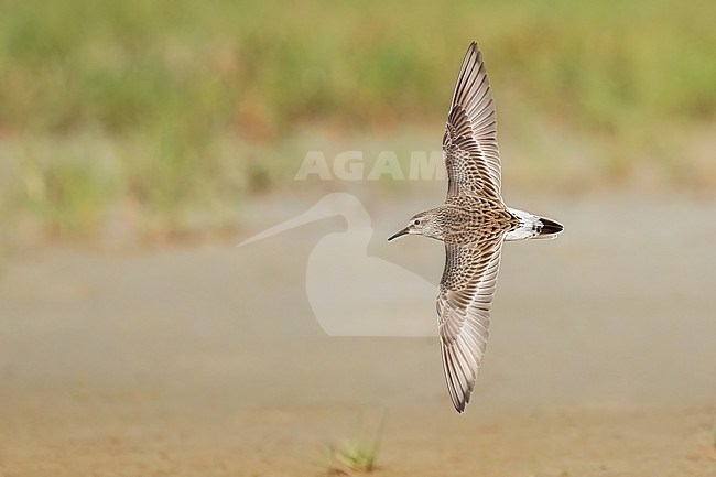 Adult breeding
Galveston Co., TX
May 2023 stock-image by Agami/Brian E Small,